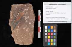 Foto (Objekt + Etikett) von Myrica lignitum Unger (NHMW-GEO-2024-0188-0644)